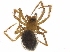  (Neomaso patagonicus - CCDB-35904-G11)  @11 [ ] CreativeCommons - Attribution (2020) CBG Photography Group Smithsonian Institution