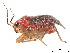  (Agaveocoris distanti - CCDB-37886-A02)  @11 [ ] CreativeCommons - Attribution Share - Alike (2023) CBG Photography Group Centre for Biodiversity Genomics