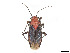  (Agaveocoris - CCDB-37886-A08)  @11 [ ] CreativeCommons - Attribution Share - Alike (2023) CBG Photography Group Centre for Biodiversity Genomics