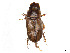  ( - CCDB-37886-F11)  @11 [ ] CreativeCommons - Attribution Share - Alike (2023) CBG Photography Group Centre for Biodiversity Genomics