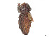  (Dialytodius - CCDB-37886-G11)  @11 [ ] CreativeCommons - Attribution Share - Alike (2023) CBG Photography Group Centre for Biodiversity Genomics