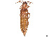  (Euthysanius horni - CCDB-37895-B01)  @11 [ ] CreativeCommons - Attribution Share - Alike (2023) CBG Photography Group Centre for Biodiversity Genomics