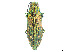  ( - CCDB-37896-C10)  @11 [ ] CreativeCommons - Attribution Share - Alike (2023) CBG Photography Group Centre for Biodiversity Genomics