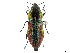  (Selagis caloptera - CCDB-37896-F09)  @11 [ ] CreativeCommons - Attribution Share - Alike (2023) CBG Photography Group Centre for Biodiversity Genomics