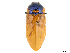  (Temognatha yarrelli - CCDB-37896-G03)  @11 [ ] CreativeCommons - Attribution Share - Alike (2023) CBG Photography Group Centre for Biodiversity Genomics