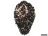  (Bergidora - CCDB-37897-B08)  @11 [ ] CreativeCommons - Attribution Share - Alike (2023) CBG Photography Group Centre for Biodiversity Genomics