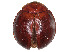  ( - CCDB-37897-D02)  @11 [ ] CreativeCommons - Attribution Share - Alike (2023) CBG Photography Group Centre for Biodiversity Genomics