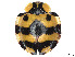  ( - CCDB-37897-D06)  @11 [ ] CreativeCommons - Attribution Share - Alike (2023) CBG Photography Group Centre for Biodiversity Genomics