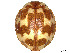  ( - CCDB-37897-D10)  @11 [ ] CreativeCommons - Attribution Share - Alike (2023) CBG Photography Group Centre for Biodiversity Genomics