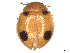  (Botynella quadripunctata - CCDB-37897-F12)  @11 [ ] CreativeCommons - Attribution Share - Alike (2023) CBG Photography Group Centre for Biodiversity Genomics