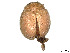  (Ortalia - CCDB-37897-G09)  @11 [ ] CreativeCommons - Attribution Share - Alike (2023) CBG Photography Group Centre for Biodiversity Genomics