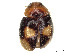  (Decadiomus bahamicus - CCDB-37897-H01)  @11 [ ] CreativeCommons - Attribution Share - Alike (2023) CBG Photography Group Centre for Biodiversity Genomics