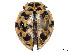  ( - CCDB-37898-F10)  @11 [ ] CreativeCommons - Attribution Share - Alike (2023) CBG Photography Group Centre for Biodiversity Genomics
