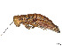  (Bactrophorini - CCDB-45157-E10)  @11 [ ] CreativeCommons - Attribution Share - Alike (2023) CBG Photography Group Centre for Biodiversity Genomics