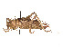  ( - CCDB-45157-G05)  @11 [ ] CreativeCommons - Attribution Share - Alike (2023) CBG Photography Group Centre for Biodiversity Genomics