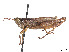  (Clinecephalus - CCDB-45158-C11)  @11 [ ] CreativeCommons - Attribution Share - Alike (2023) CBG Photography Group Centre for Biodiversity Genomics