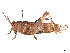  ( - CCDB-45158-E06)  @11 [ ] CreativeCommons - Attribution Share - Alike (2023) CBG Photography Group Centre for Biodiversity Genomics