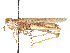  (Xeracris - CCDB-45158-E08)  @11 [ ] CreativeCommons - Attribution Share - Alike (2023) CBG Photography Group Centre for Biodiversity Genomics
