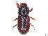  ( - CCDB-45159-B03)  @11 [ ] CreativeCommons - Attribution Share - Alike (2023) CBG Photography Group Centre for Biodiversity Genomics