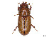  (Subrinus vitellinus - CCDB-45159-C08)  @11 [ ] CreativeCommons - Attribution Share - Alike (2023) CBG Photography Group Centre for Biodiversity Genomics