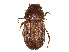  ( - CCDB-45159-C11)  @11 [ ] CreativeCommons - Attribution Share - Alike (2023) CBG Photography Group Centre for Biodiversity Genomics