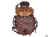  ( - CCDB-45159-G03)  @11 [ ] CreativeCommons - Attribution Share - Alike (2023) CBG Photography Group Centre for Biodiversity Genomics