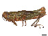  ( - CCDB-45160-B04)  @11 [ ] CreativeCommons - Attribution Share - Alike (2023) CBG Photography Group Centre for Biodiversity Genomics