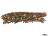  (Stenocrobylus - CCDB-45160-E05)  @11 [ ] CreativeCommons - Attribution Share - Alike (2023) CBG Photography Group Centre for Biodiversity Genomics