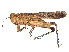 (Urnisa - CCDB-45160-E08)  @11 [ ] CreativeCommons - Attribution Share - Alike (2023) CBG Photography Group Centre for Biodiversity Genomics