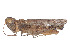  (Leva - CCDB-45160-F05)  @11 [ ] CreativeCommons - Attribution Share - Alike (2023) CBG Photography Group Centre for Biodiversity Genomics