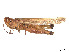  ( - CCDB-45160-F06)  @11 [ ] CreativeCommons - Attribution Share - Alike (2023) CBG Photography Group Centre for Biodiversity Genomics