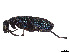  (Cyaneolytta - CCDB-45160-G06)  @11 [ ] CreativeCommons - Attribution Share - Alike (2023) CBG Photography Group Centre for Biodiversity Genomics