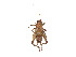  ( - CCDB-45160-H10)  @11 [ ] CreativeCommons - Attribution Share - Alike (2023) CBG Photography Group Centre for Biodiversity Genomics