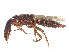  ( - CCDB-45161-A12)  @11 [ ] CreativeCommons - Attribution Share - Alike (2023) CBG Photography Group Centre for Biodiversity Genomics