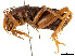  (Cratomelus - CCDB-45167-A05)  @11 [ ] CreativeCommons - Attribution Share - Alike (2023) CBG Photography Group Centre for Biodiversity Genomics