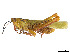  (Conometopus sulcaticollis - CCDB-45167-A09)  @11 [ ] CreativeCommons - Attribution Share - Alike (2023) CBG Photography Group Centre for Biodiversity Genomics