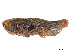  (Moluchacris cinarescens - CCDB-45167-B03)  @11 [ ] CreativeCommons - Attribution Share - Alike (2023) CBG Photography Group Centre for Biodiversity Genomics