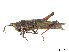  (Ichthyotettix - CCDB-45167-D02)  @11 [ ] CreativeCommons - Attribution Share - Alike (2023) CBG Photography Group Centre for Biodiversity Genomics