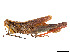  (Phaeoparia rotundata - CCDB-45167-D08)  @11 [ ] CreativeCommons - Attribution Share - Alike (2023) CBG Photography Group Centre for Biodiversity Genomics