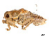  (Apote notabilis - CCDB-45167-E05)  @11 [ ] CreativeCommons - Attribution Share - Alike (2023) CBG Photography Group Centre for Biodiversity Genomics