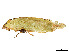  ( - CCDB-45167-G01)  @11 [ ] CreativeCommons - Attribution Share - Alike (2023) CBG Photography Group Centre for Biodiversity Genomics