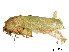  ( - CCDB-45167-G02)  @11 [ ] CreativeCommons - Attribution Share - Alike (2023) CBG Photography Group Centre for Biodiversity Genomics