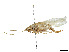  (Phisis - CCDB-45167-H08)  @11 [ ] CreativeCommons - Attribution Share - Alike (2023) CBG Photography Group Centre for Biodiversity Genomics