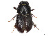  ( - CCDB-45168-A04)  @11 [ ] CreativeCommons - Attribution Share - Alike (2023) CBG Photography Group Centre for Biodiversity Genomics