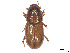  ( - CCDB-45168-B11)  @11 [ ] CreativeCommons - Attribution Share - Alike (2023) CBG Photography Group Centre for Biodiversity Genomics