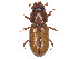  ( - CCDB-45168-B12)  @11 [ ] CreativeCommons - Attribution Share - Alike (2023) CBG Photography Group Centre for Biodiversity Genomics