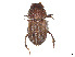  ( - CCDB-45168-C10)  @11 [ ] CreativeCommons - Attribution Share - Alike (2023) CBG Photography Group Centre for Biodiversity Genomics