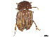  ( - CCDB-45168-C11)  @11 [ ] CreativeCommons - Attribution Share - Alike (2023) CBG Photography Group Centre for Biodiversity Genomics