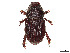 ( - CCDB-45169-C12)  @11 [ ] CreativeCommons - Attribution Share - Alike (2023) CBG Photography Group Centre for Biodiversity Genomics
