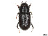 ( - CCDB-45169-F12)  @11 [ ] CreativeCommons - Attribution Share - Alike (2023) CBG Photography Group Centre for Biodiversity Genomics